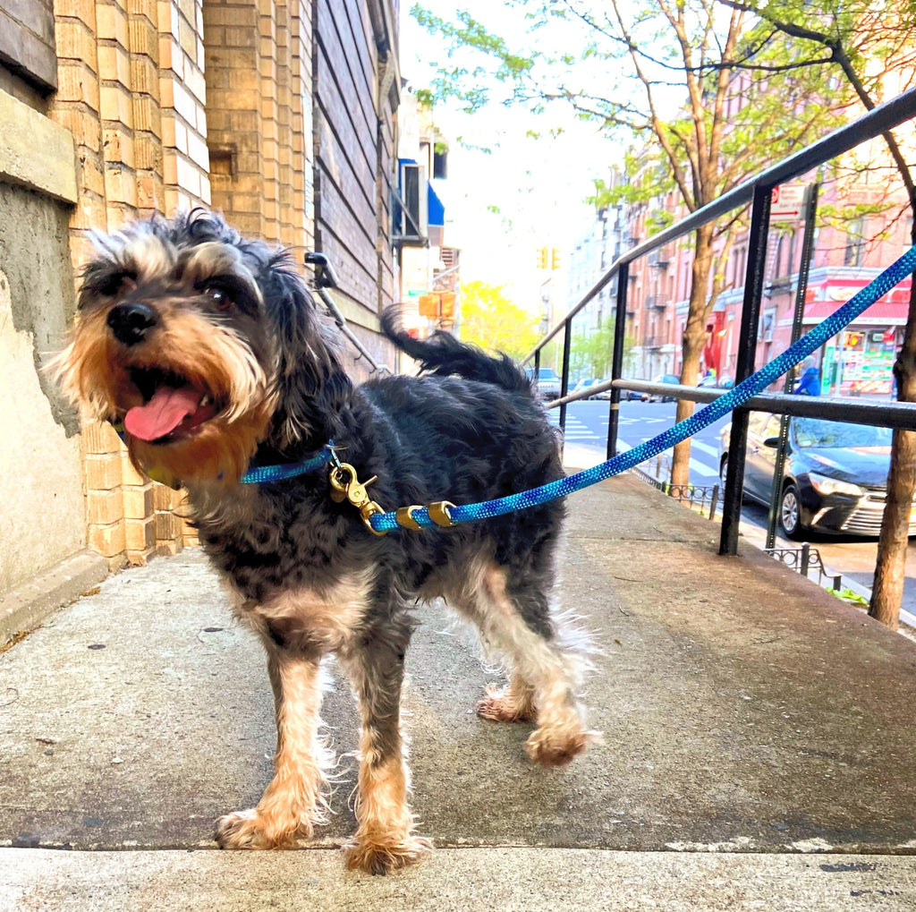 Fuji Rope Leash - Aqua