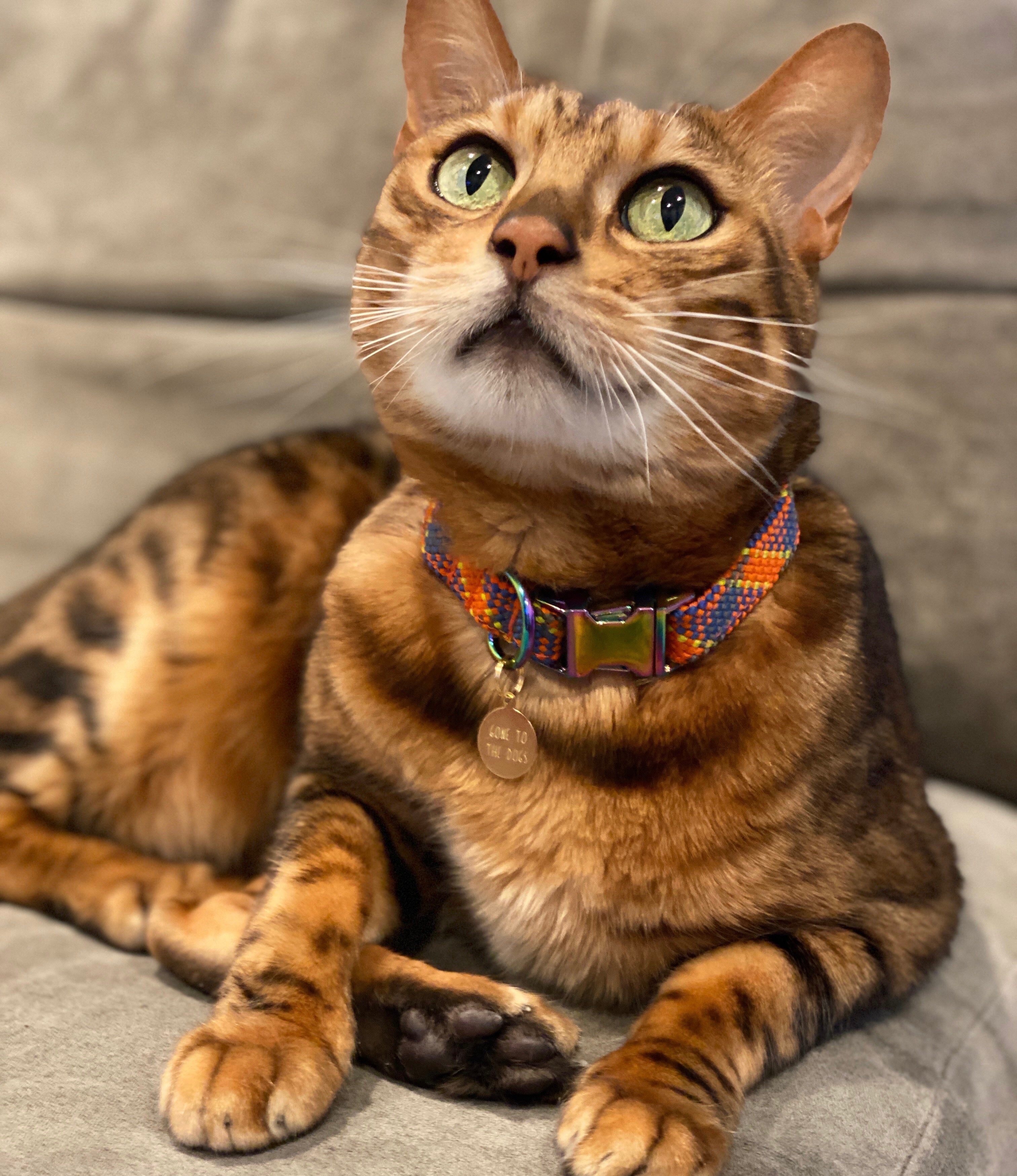 Saimin Flat Rope Collar - Orange