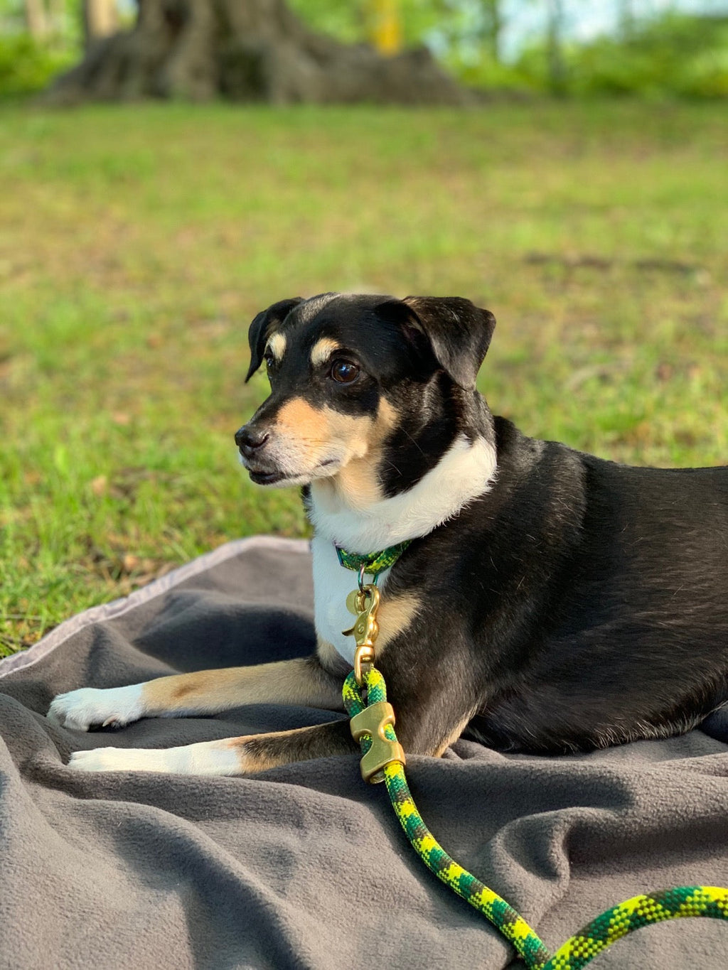 Saimin Flat Rope Collar - Green