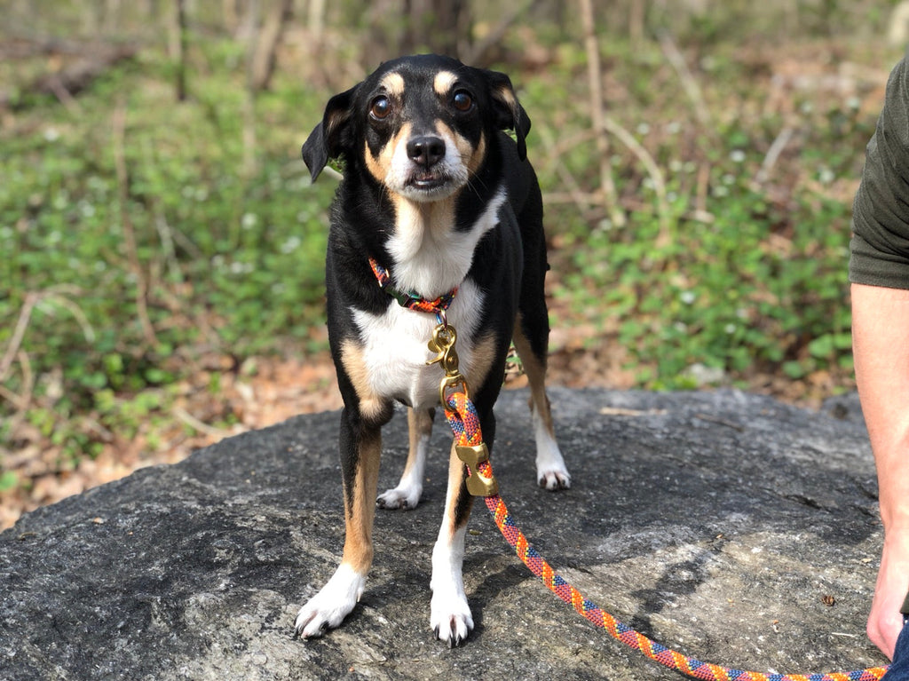 Fuji Rope Leash - Orange