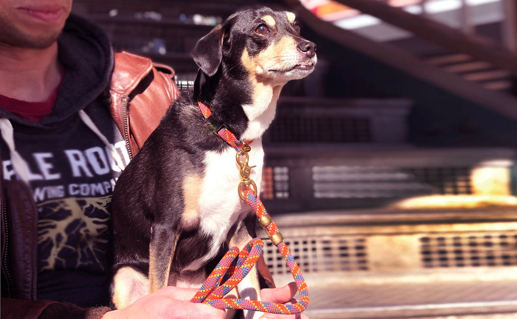 Fuji Rope Leash - Orange